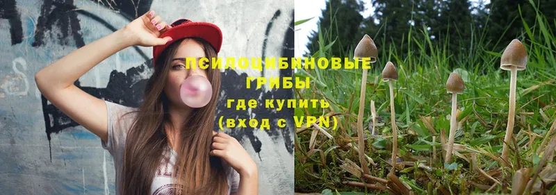 где купить   Аргун  Галлюциногенные грибы Psilocybe 